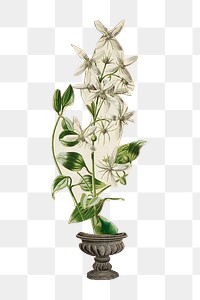 Whiter flower png clematis flammula sticker, transparent background. Remastered by rawpixel.