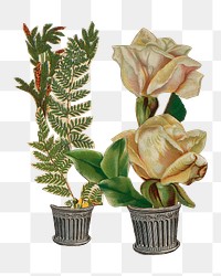 White flower arrangement png sticker, transparent background. Remastered by rawpixel.