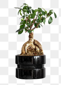 Japanese bonsai houseplant png sticker, transparent background