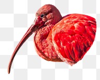 Eudocimus ruber bird png sticker, transparent background