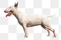 English bull terrier dog png sticker, transparent background