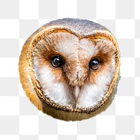 Barn owl bird png sticker, transparent background