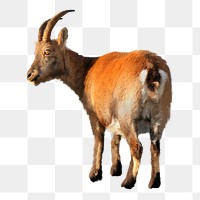 Mountain goat png, design element, transparent background