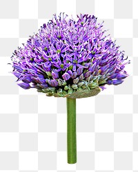 Purple allium flower png, transparent background