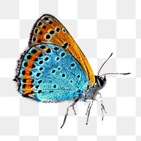 Beautiful butterfly png nature insect, transparent background