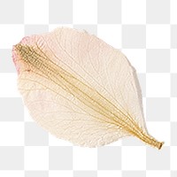 Dried pink flower petal png, transparent background