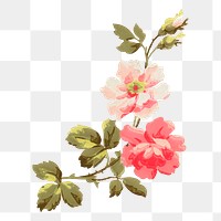 Aesthetic vintage png flower painting, transparent background