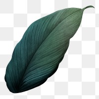 Dark green leaf png, transparent background