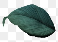 PNG dark green leaf, transparent background