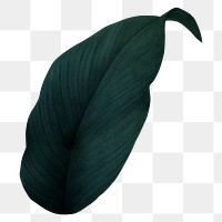 Dark green leaf png, transparent background