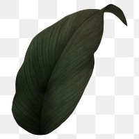 PNG dark green leaf, transparent background