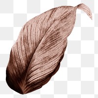 Autumn leaf png vintage brown, transparent background