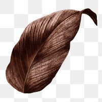 PNG vintage Autumn brown leaf, transparent background