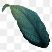 Dark green leaf png, transparent background