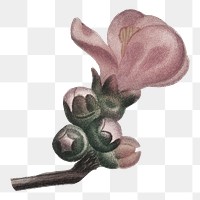 PNG vintage pink flower buds illustration, transparent background