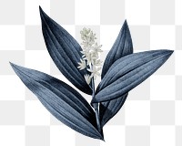 Blue plant png Indian lily flower, transparent background