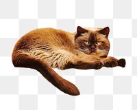 Brown cat animal png, transparent background