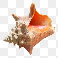 Sea shell png collage element, transparent background