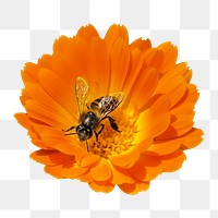 Bee pollinating png, design element, transparent background