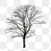 Tree png collage element, transparent background