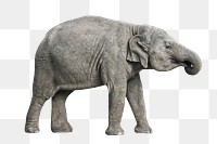 Animal png, Grey elephant ,transparent background