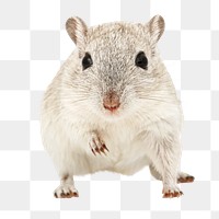 Gerbil pet png collage element, transparent background