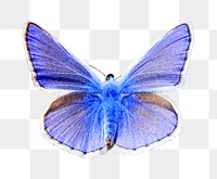 Animal png, butterfly common blue , transparent background