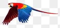 Parrot bird png collage element, transparent background