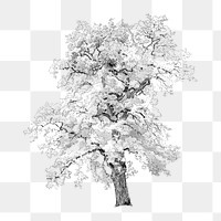 PNG Vintage oak tree illustration transparent background. Remixed by rawpixel.