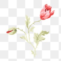 PNG Red poppy illustration transparent background. Remixed by rawpixel.