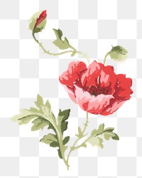 PNG Red poppy illustration transparent background. Remixed by rawpixel.