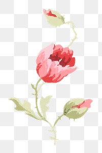 PNG Red poppy illustration transparent background. Remixed by rawpixel.