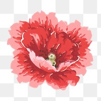 PNG Red poppy illustration transparent background. Remixed by rawpixel.