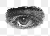 PNG Observing eye, vintage illustration, transparent background.  Remixed by rawpixel. 