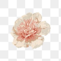 PNG Vintage pink flower, botanical illustration, transparent background.  Remixed by rawpixel. 