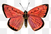 Red butterfly png watercolor, transparent background. Remixed by rawpixel.