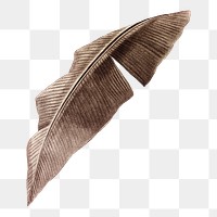 Png vintage leaf illustration on transparent background