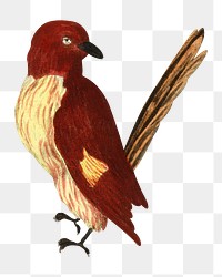 PNG bird vintage illustration on transparent background. Remixed by rawpixel. 