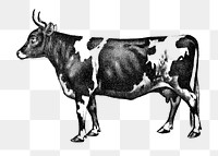 PNG cow vintage illustration on transparent background. Remixed by rawpixel. 