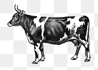 PNG cow vintage illustration on transparent background. Remixed by rawpixel. 