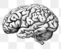 Human brain png vintage illustration, transparent background. Remixed by rawpixel. 