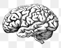 Human brain png vintage illustration, transparent background. Remixed by rawpixel. 