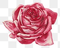 PNG vintage pink rose, chromolithograph art, transparent background. Remixed by rawpixel. 