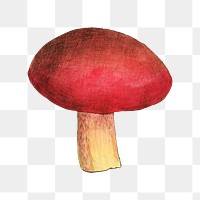 PNG Red mushroom, vintage botanical illustration by James Sowerby, transparent background. Remixed by rawpixel.