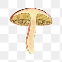 PNG Mushroom, vintage botanical illustration by James Sowerby, transparent background. Remixed by rawpixel.