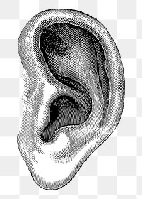 PNG Vintage ear, medical illustration, transparent background. Remixed by rawpixel.