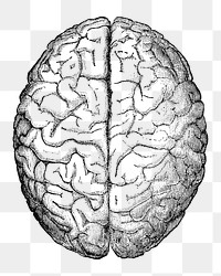 PNG brain, transparent background. Remixed by rawpixel.