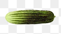 Vintage cucumber png chromolithograph art, transparent background. Remixed by rawpixel. 