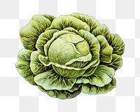 Vintage cabbage png chromolithograph art, transparent background. Remixed by rawpixel. 