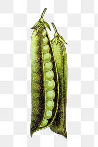 Vintage pea png chromolithograph art, transparent background. Remixed by rawpixel. 